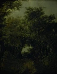 Väg i en ekskog