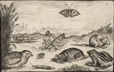 Små djur och insekter: Gräshoppa, fjäril, åkersork, rapphöna, bi, snigel, mullvad och groda.