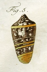Illustration av Conus Ammiralis (underart Summus), 1790 (handfärgad gravyr)