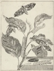 Blad med larver och fjärilar
