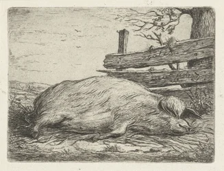 Liggande vildsvin