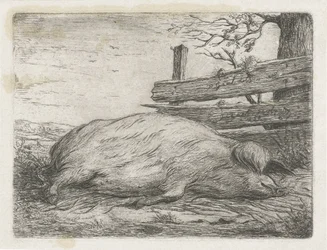 Liggande vildsvin