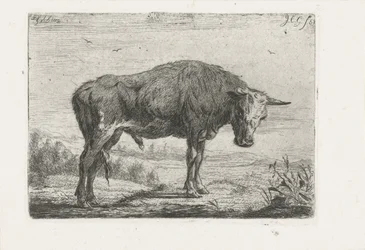 stående tjur