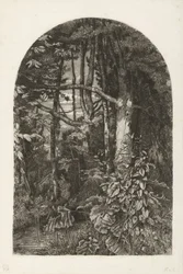 Skog med bäck