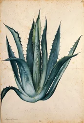 Århundradesväxt (Agave americana) av Jacopo Ligozzi