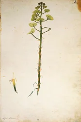 Århundradets växtblomma (Agave americana) av Jacopo Ligozzi