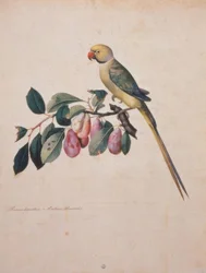 Prunus domesticus, från Alexanders papegoja