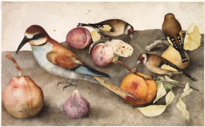 Stilleben med fåglar och frukt, ca. 1650 (akvarell med grafit, förhöjd med blyvit)