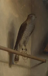 En sparvhök. 1510-talet