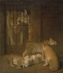 Grupp valpar som fötts upp mellan ett lejon och en tigress