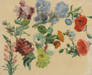 Studier av sommarblommor