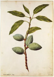 Mandel: Amygdalus communis, ca 1568, av J.le Moyne de Morgue (ca 1530-88)