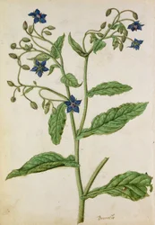 Borage: Borago officinalis, ca 1568, av J.le Moyne de Morgue (ca 1530-88)