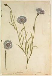 Blåklint: Centaurea cyanus, ca 1568, av J.le Moyne de Morgues (ca 1530-88)