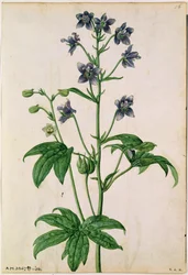 Delphinium: Staphisagria (Stavesacre), ca 1568, av J.Le Moyne de Morgues (d.1588)