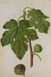 Fig: Ficus, ca 1568, av J.le Moyne de Morgues (ca 1530-88)