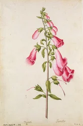 Fingerborgsblomma: Digitalis purpurea, ca 1568, av J.le Moyne de Morgues (ca 1530-88)