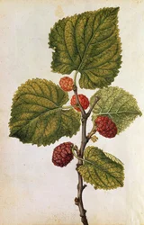 Mullbär: Morus Nigra, ca 1568 (färglitografi)