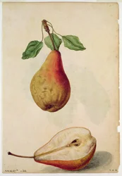 Päron: Pyrus communis, ca 1568, av J.le Moyne de Morgues (ca 1530-88)