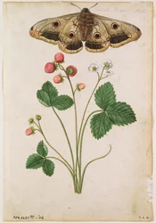 Jordgubbe: Vilda (Fragaria vesca) och kvinnlig kejsarmal, ca 1568, av J.le Moyne de Morgues (ca 1530-88)