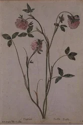 Trifolium pratense, c.1568