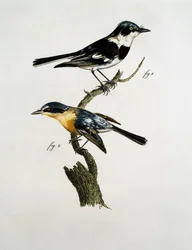 Hane och hona av Pririt Batis (Batis pririt)