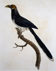 Röd-faced Malkoha (Phaenicophaeus pyrrhocephalus)