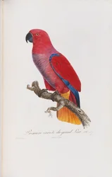 Premiere variete du Grand Lori, graverad av Langlois, c.1801-05