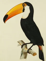 Toco Toco Toucan