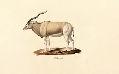 Addax antilop
