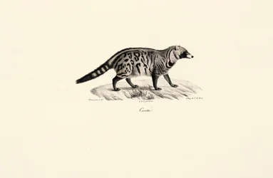 Afrikansk civet (Civettictis civetta)