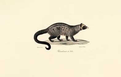 Afrikansk civet
