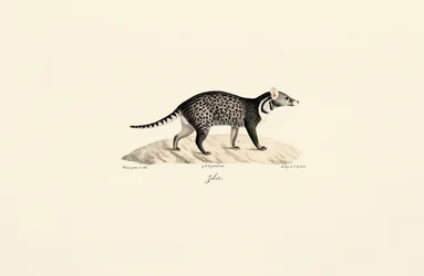 Afrikansk civet