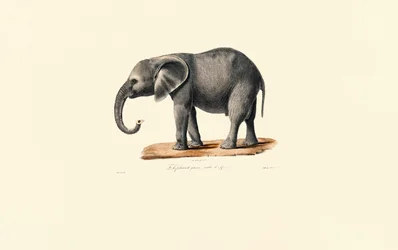 Afrikansk elefant (ungdjur)