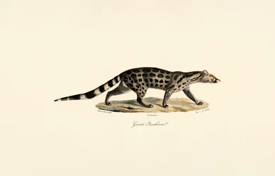 Afrikansk palmcivet