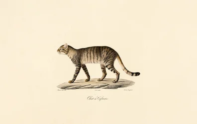 Afrikansk vildkatt