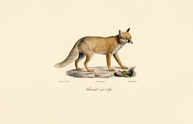 Algerisk rödräv
