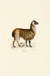 Alpacka (Vicugna pacos)