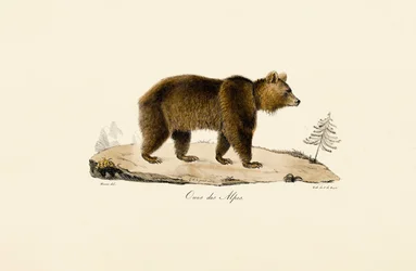 Alpin brunbjörn