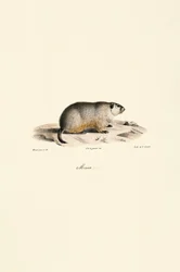 Alpine Marmot (Monax-variant)