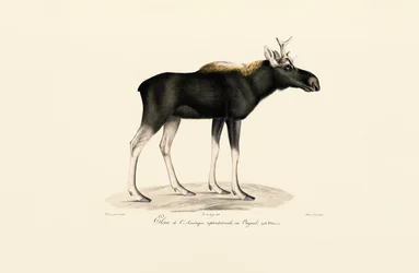 Amerikansk älg (Alces americanus)