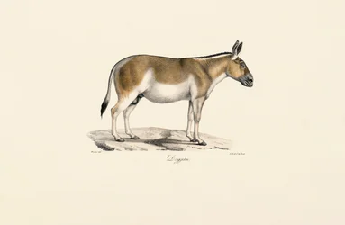 Asiatisk vild röv