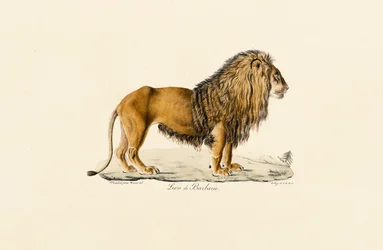 Barbary Lion i profil