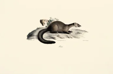 Bok Mård