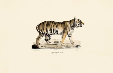 Bengalisk tiger (hona) i sidovy