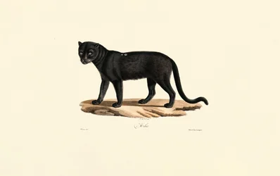 Svart jaguar (Panthera onca)