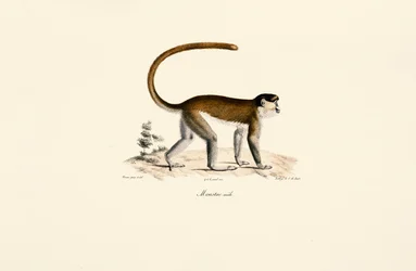 Blå apa (Cercopithecus mitis)