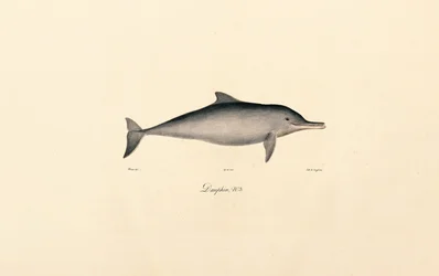 Flasknosdelfin (Tursiops truncatus)