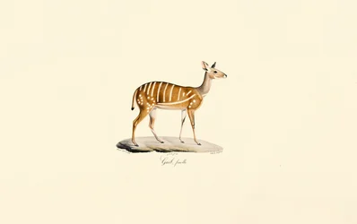 Bushbuck (guibantilop, hona)