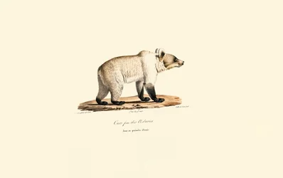 Kantabrisk brunbjörn (Ursus arctos pyrenaicus)